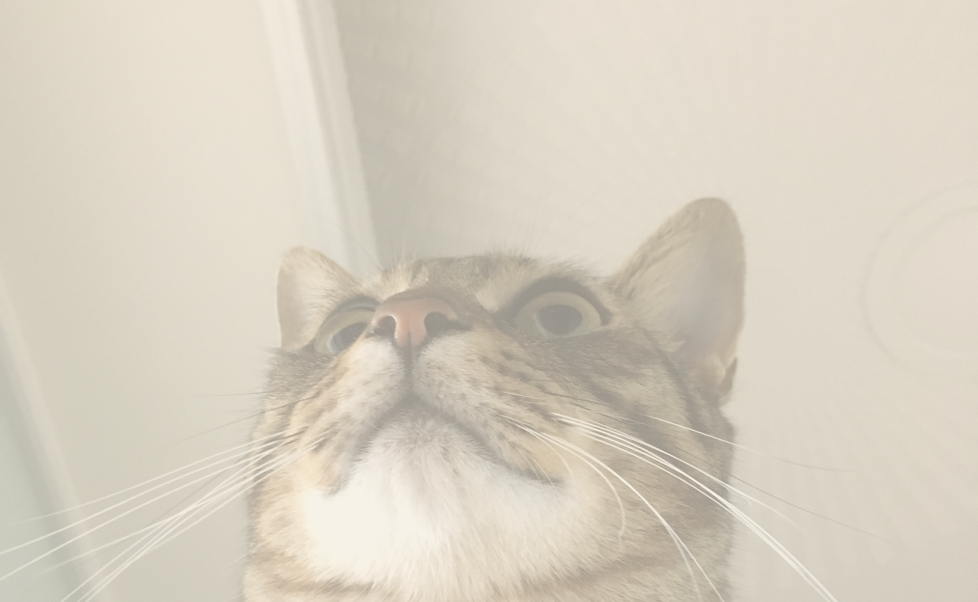 쳐다보는 고양이 사진